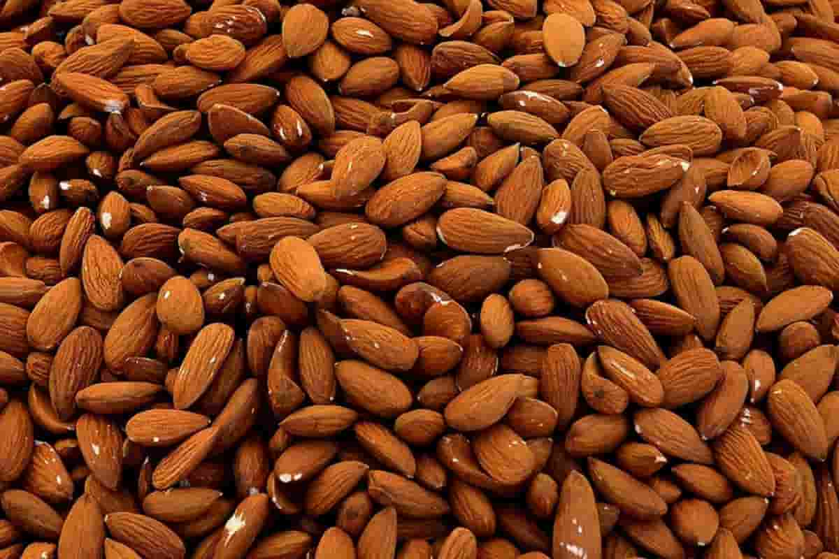  Price of mamra almonds + Wholesale buying and selling 