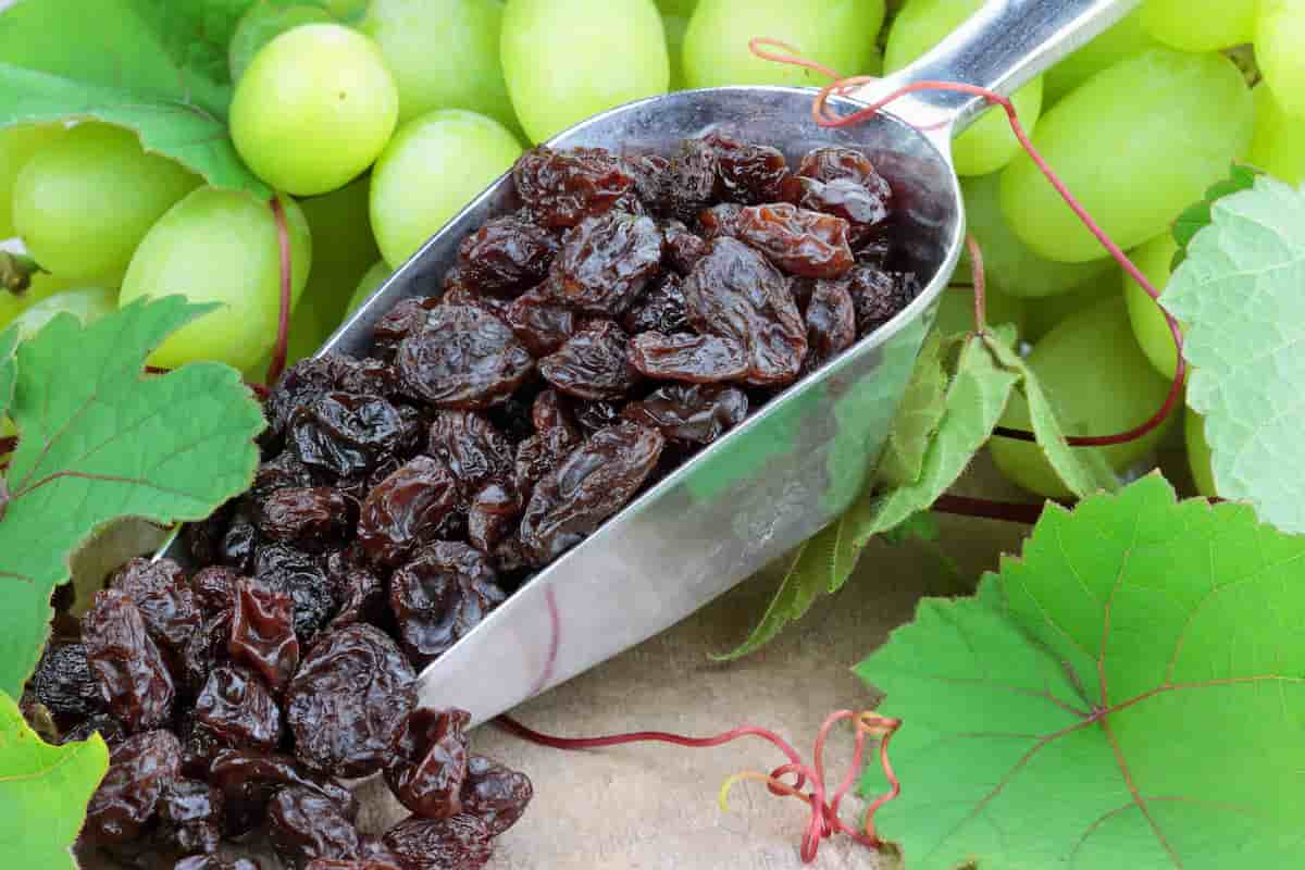  Buy all kinds of black raisins at the best price 