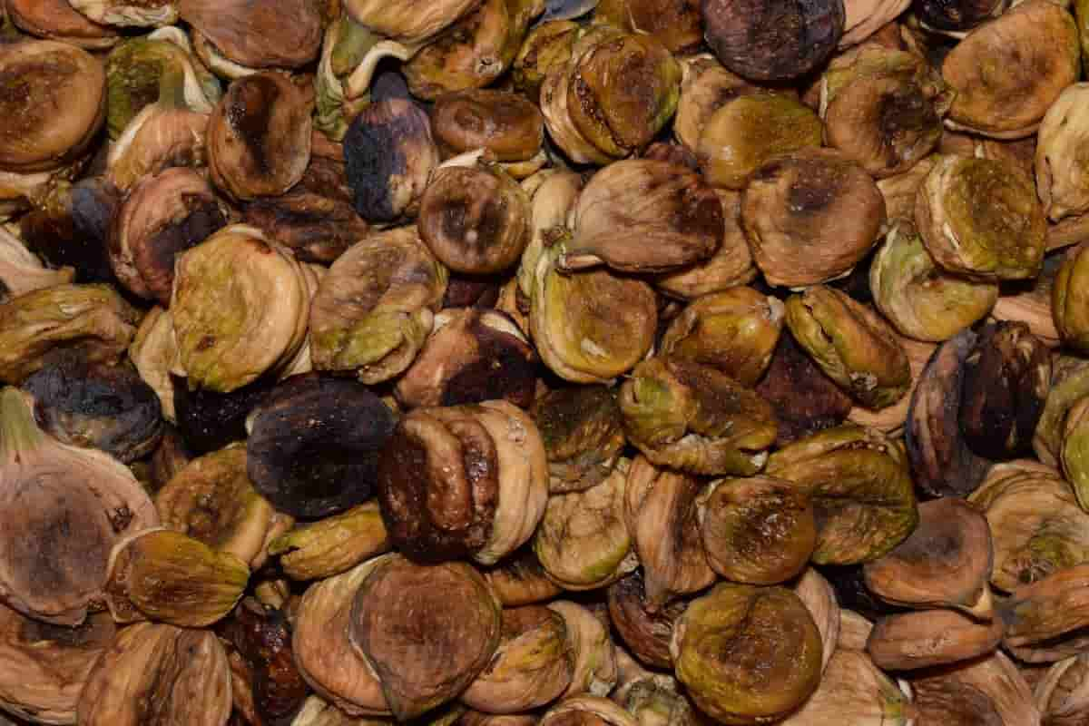  Buy the latest types of dried figs BENEFITS 