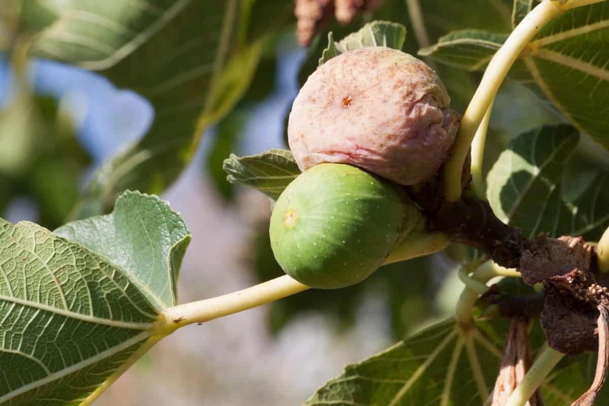  Buy the latest types of Benefits of dried figs 