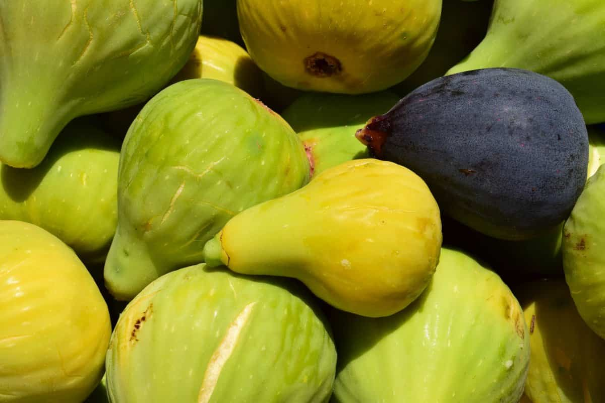  Buy the latest types of Benefits of dried figs 