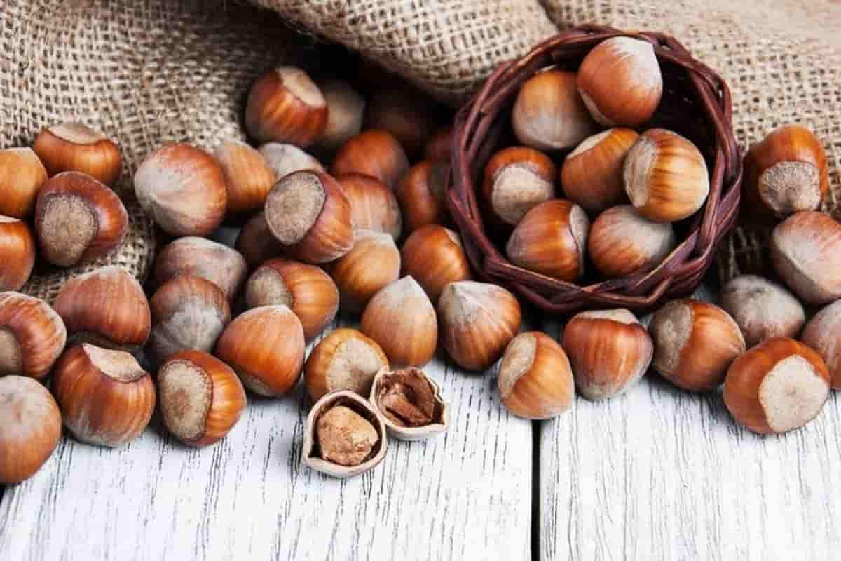  hazelnut tree purchase price+picture 