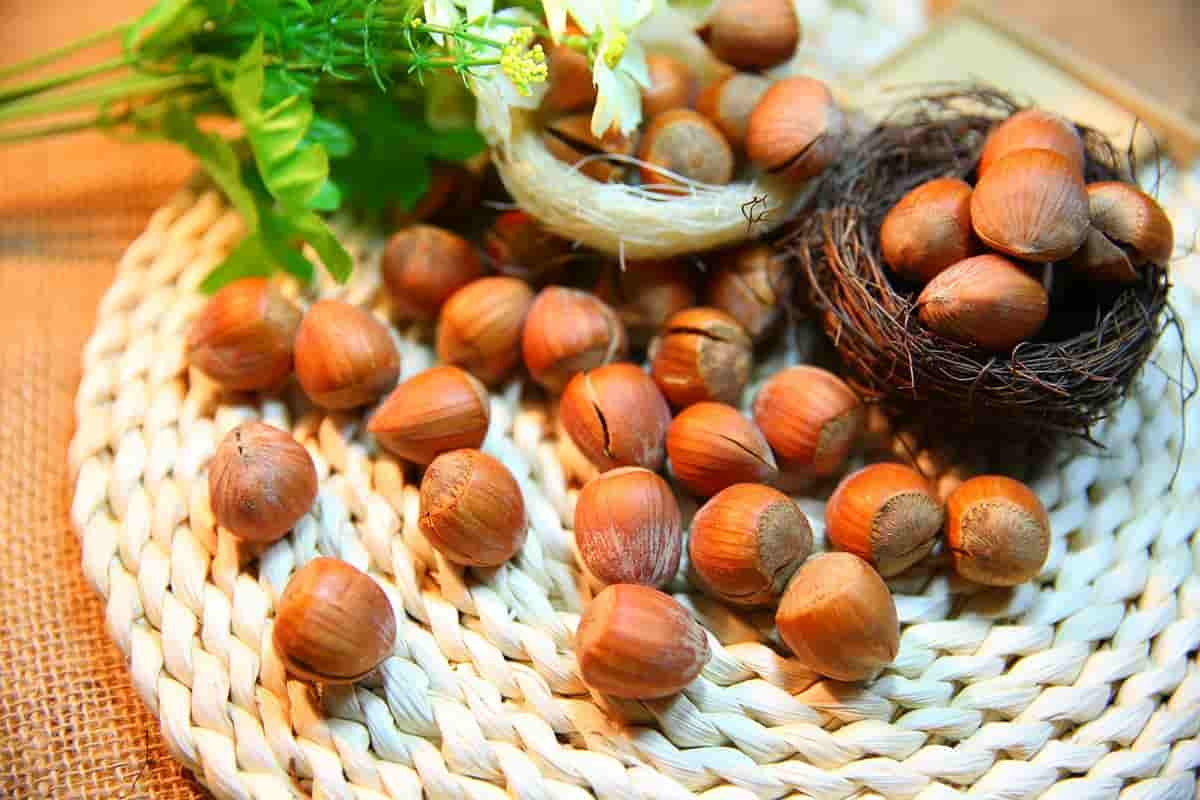  hazelnut tree purchase price+picture 