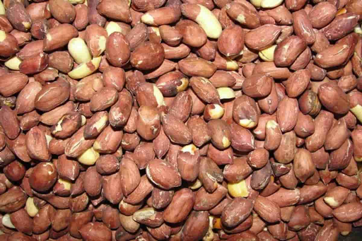  Buy the latest types of Roasted raw peanuts 