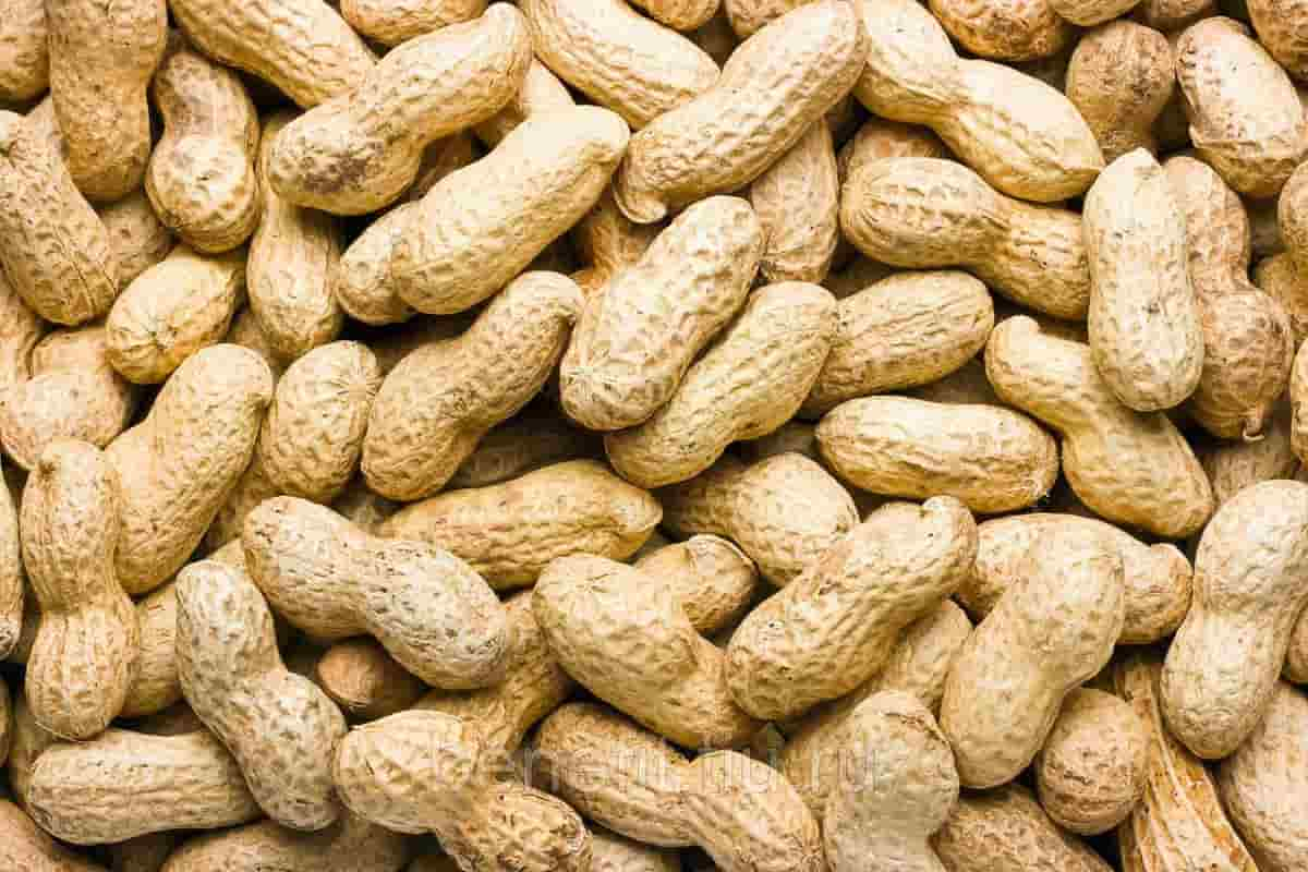  The purchase price of roasted peanuts in shell+Sales in trade and export 