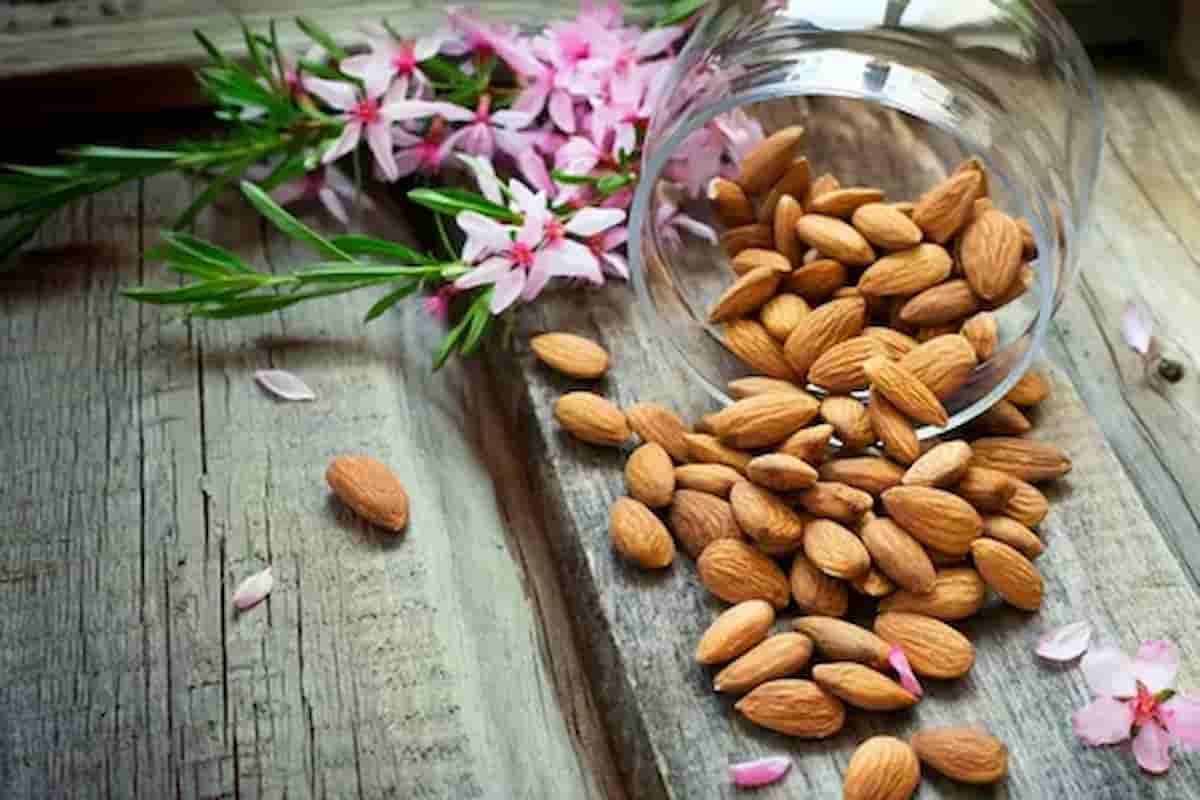  mamra almonds calories and its benefits for health of body 