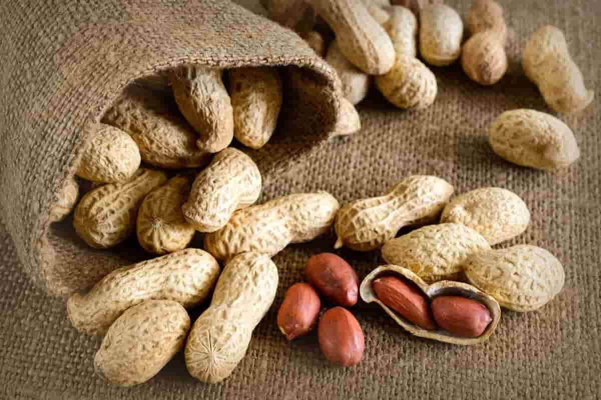  Buying blancehed peanut types with the best price 