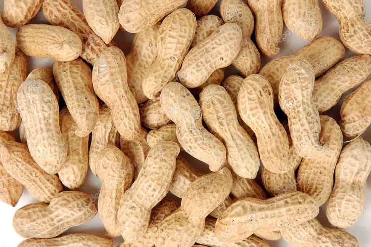  Red skin peanuts for sale and the specifications you must know 